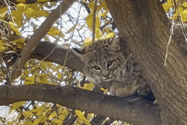 Bobcat camouflaged among yellow leaves in a tree.