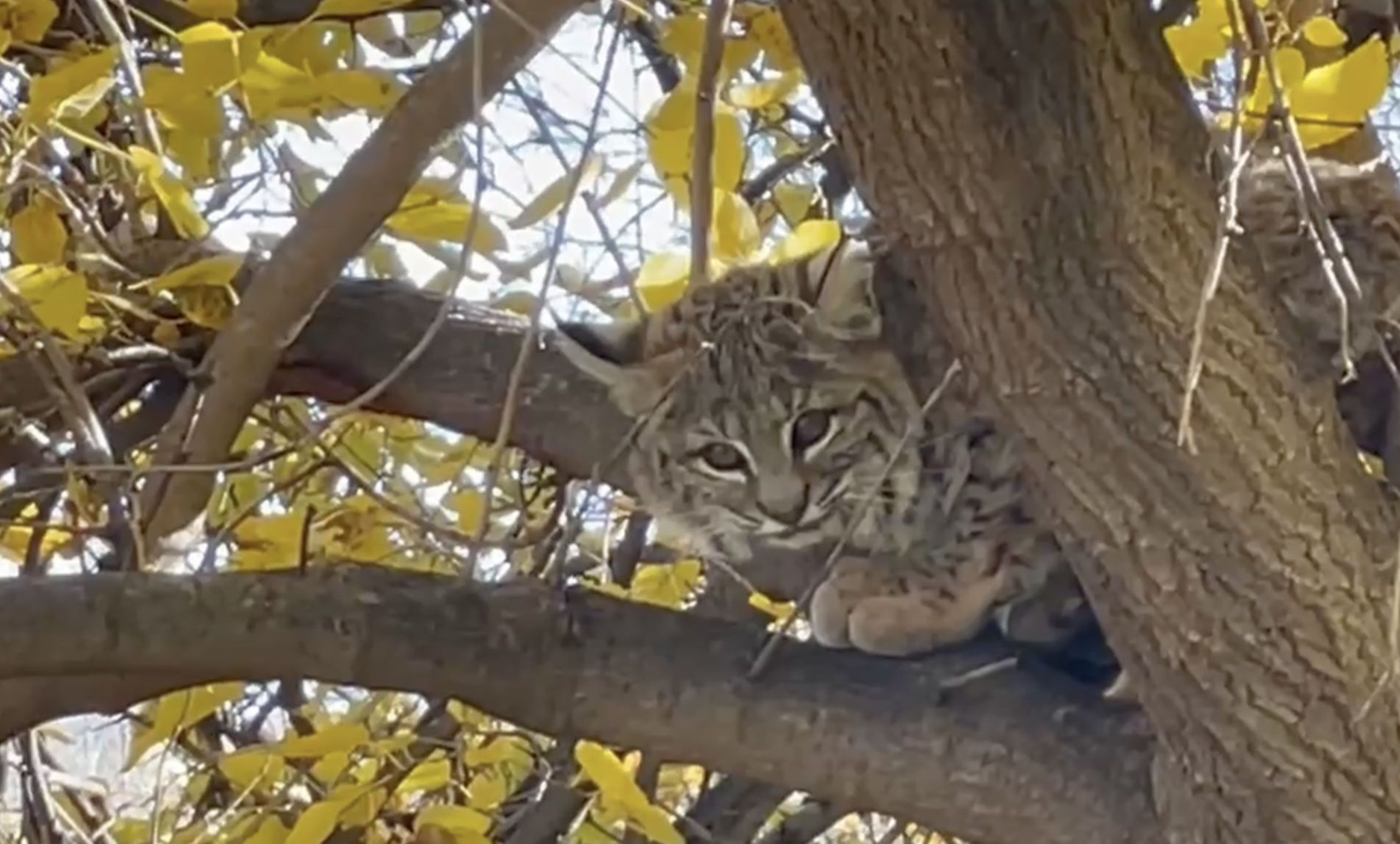 Bobcat camouflaged among yellow leaves in a tree.