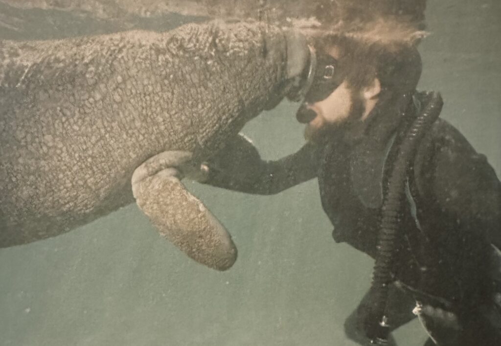 Scuba diver interacts with a manatee underwater, showcasing marine life exploration and connection.