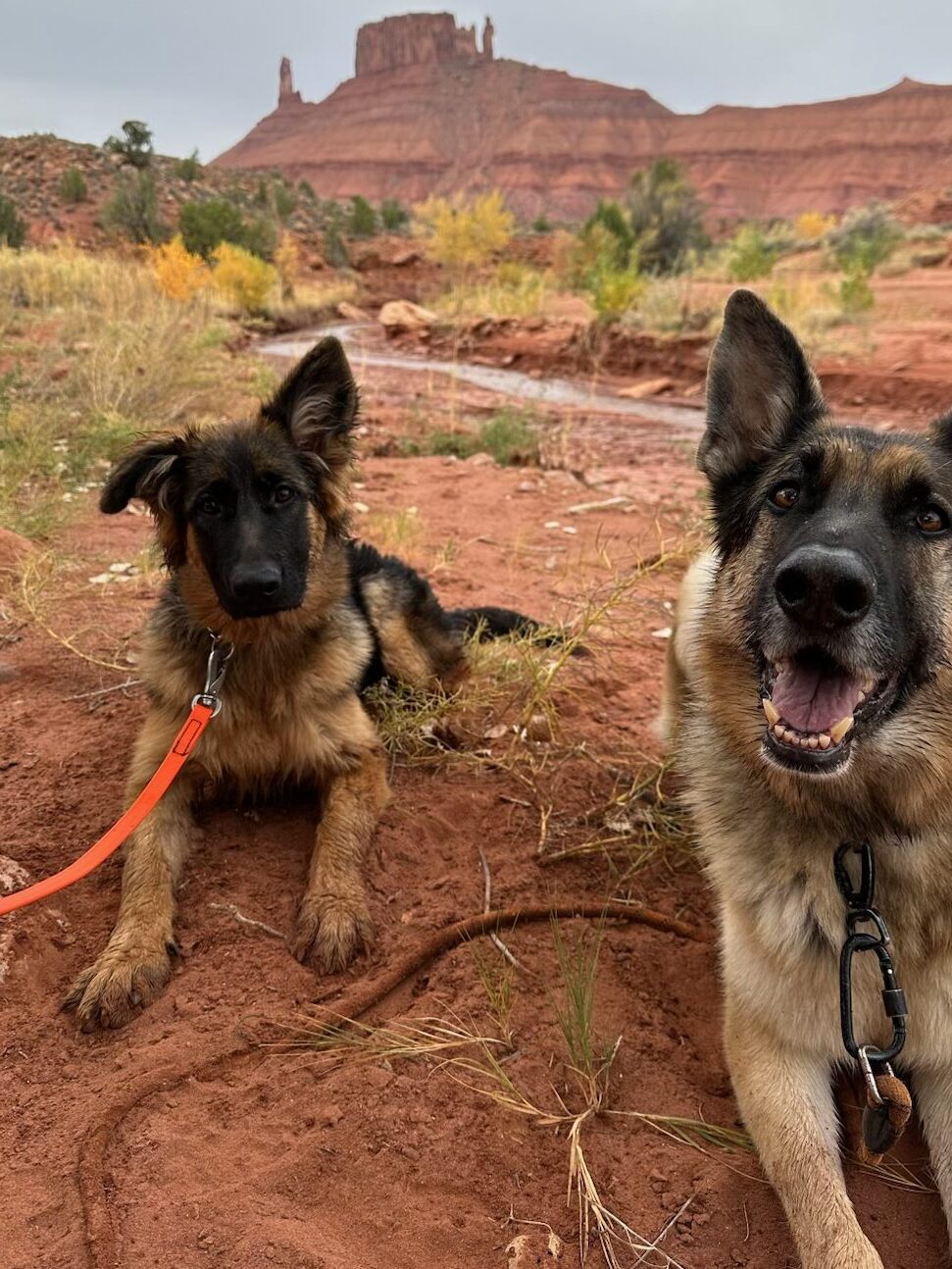 Two German Shepherds enjoying a hike in a desert landscape with red rock formations in the background.