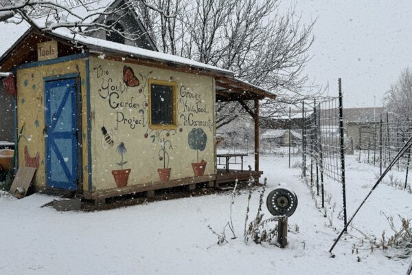 Snowfall at a garden shack with blue door, showcasing Youth Garden Project mural in winter setting.